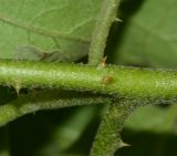 Solanum undatum