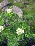 Spiraea hypericifolia