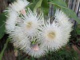 Corymbia ficifolia