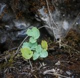 Chelidonium majus. Молодое вегетирующее растение. Пермский край, Лысьвинский р-н, окр. с. Кын, гора Плакун, крутой каменистый склон. 04.05.2017.