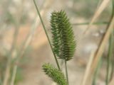 Agropyron cristatum