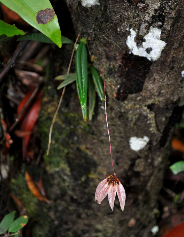 Изображение особи Bulbophyllum flabellum-veneris.