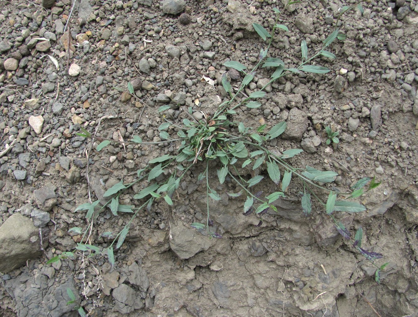 Изображение особи Convolvulus arvensis.