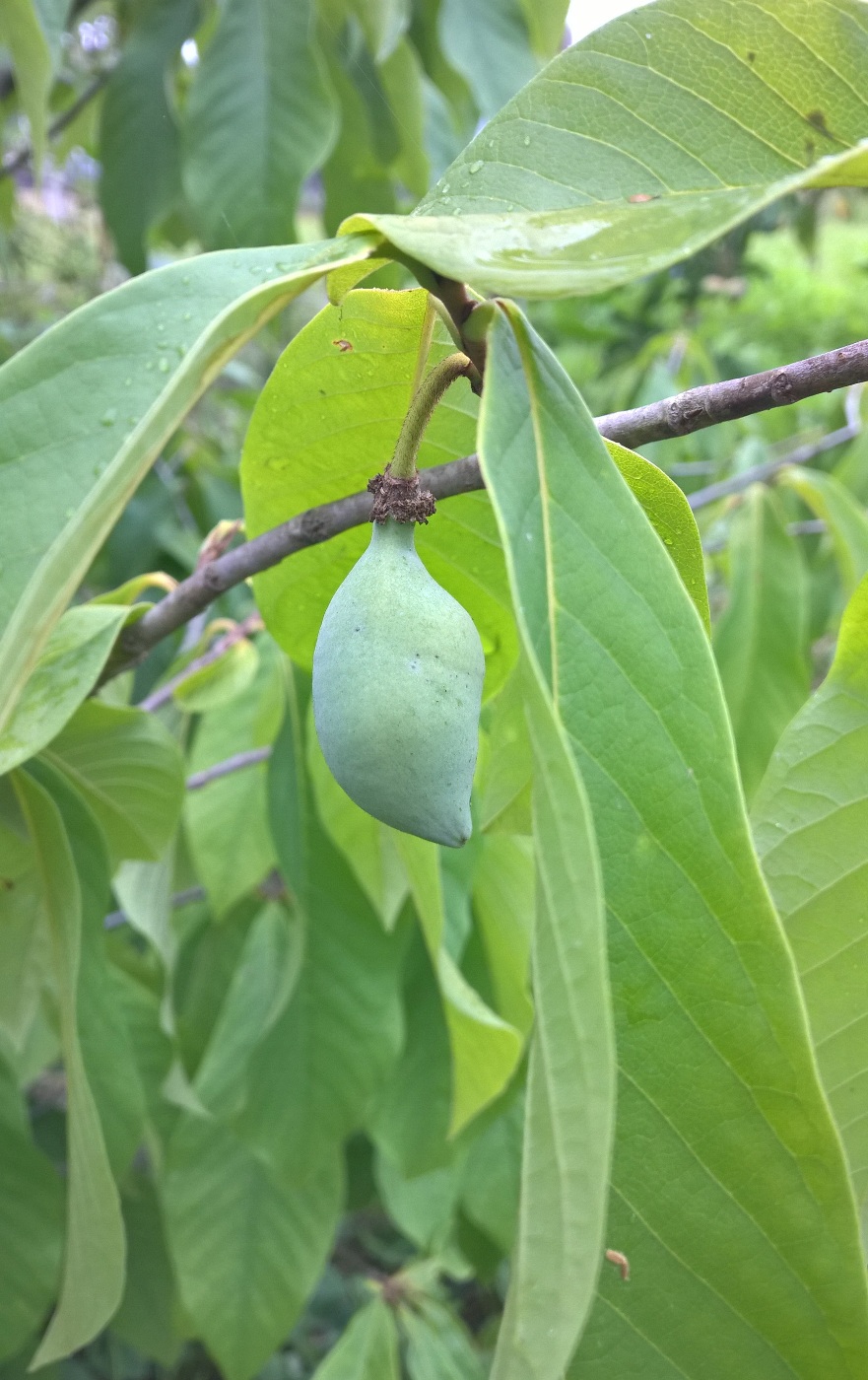 Изображение особи Asimina triloba.