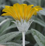 Gazania разновидность leucolaena