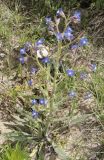 Anchusa azurea