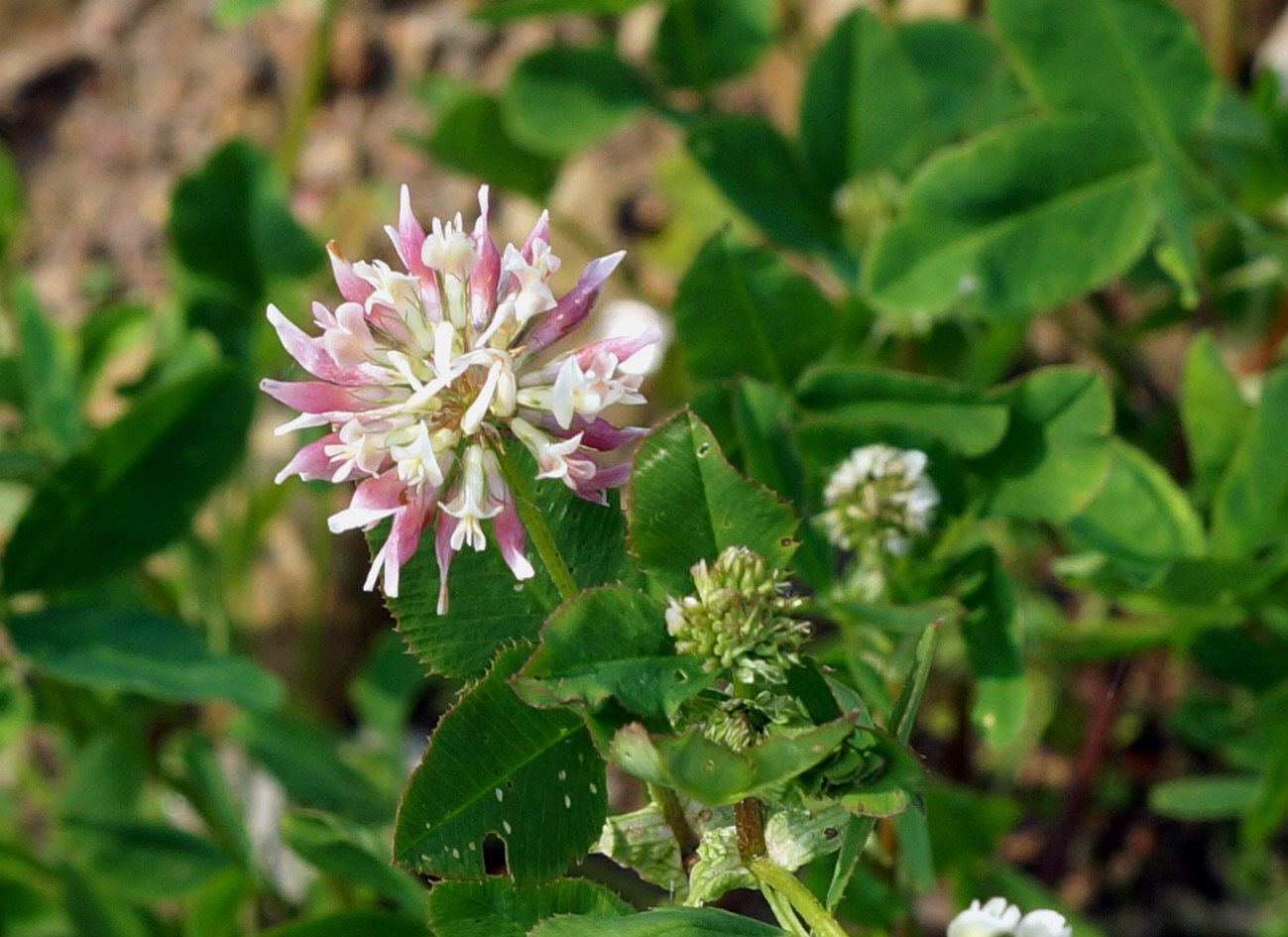 Изображение особи Trifolium hybridum.