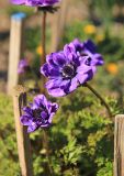 Anemone coronaria. Цветки. Краснодарский край, Черноморское побережье Кавказа, Новороссийск, в культуре (происхождение - Нидерланды). 6 апреля 2019 г.