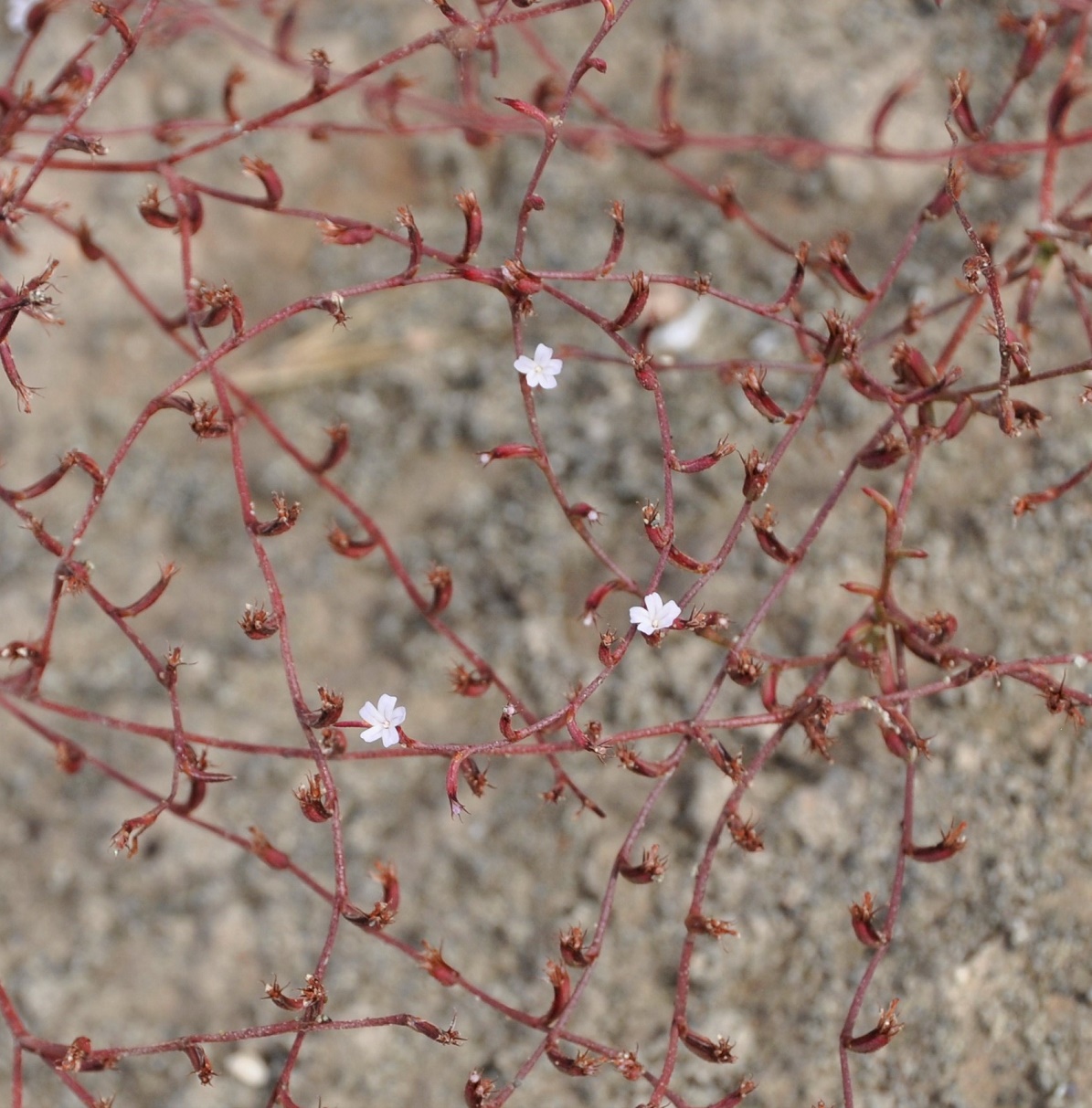 Изображение особи Limonium echioides.