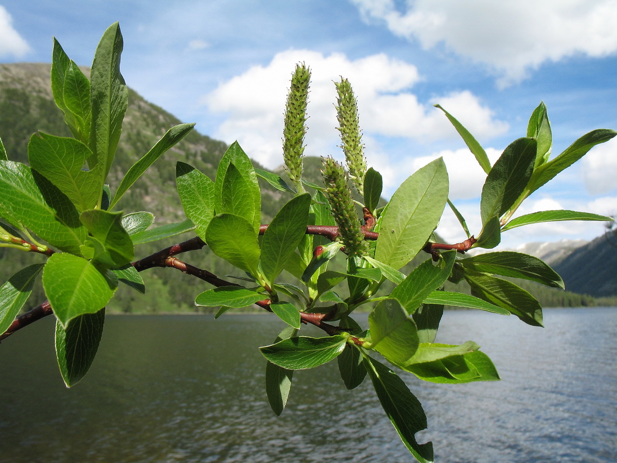 Изображение особи Salix taraikensis.