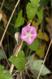 Calystegia spectabilis. Часть запоздало цветущего побега на стебле Phragmites australis. Ленинградская обл., Кингисеппский р-н, окр. дер. Урмизно близ охоторыболовной базы \"Динамо\", берег Финского залива, граница зарослей тростника и коренного берега. 29.09.2019.