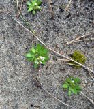 Erophila verna