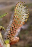 Salix miyabeana