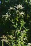 Aconogonon alpinum