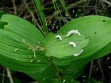 Veratrum lobelianum