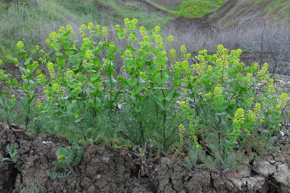 Изображение особи Lepidium perfoliatum.