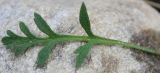 Papaver lapponicum