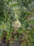 Cirsium echinus. Верхушка расцветающего растения. Ингушетия, Джейрахский р-н, ур. Бялган, щебнистая россыпь. 23 июня 2022 г.