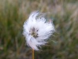 Eriophorum vaginatum. Соплодие. Карачаево-Черкесия, Урупский р-н, Кавказский биосферный заповедник, Имеретинские озёра, оз. Безмолвия, ≈ 2600 м н.у.м., альпийский луг на склоне к озеру, заболоченное место. 27.07.2022.