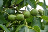 Juglans regia. Незрелые плоды. Грузия, Самцхе-Джавахети, г. Ахалцихе, в культуре. 12.06.2023.