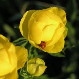 Trollius europaeus. Цветок с притаившейся божьей коровкой. Ленинградская обл., Лужский р-н, окр. дер. Кемка, дол. р. Луга, разнотравный луг. Середина июня.