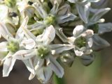 Allium tulipifolium