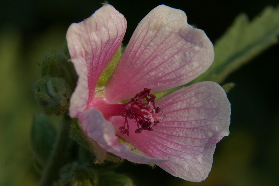 Изображение особи Althaea taurinensis.