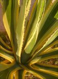 Agave americana var. marginata