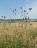 Centaurea apiculata. Цветущее растение. Крым, Симферопольский р-н, степь в окр. с. Доброе. 25 июня 2012 г.