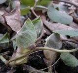 Asarum europaeum. Часть растения с разворачивающимся молодым листом. Курская обл., г. Железногорск, ур. Опажье у Михайловского рудника. 16 апреля 2009 г.