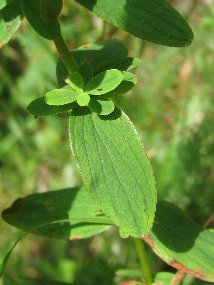 Изображение особи Hypericum maculatum.