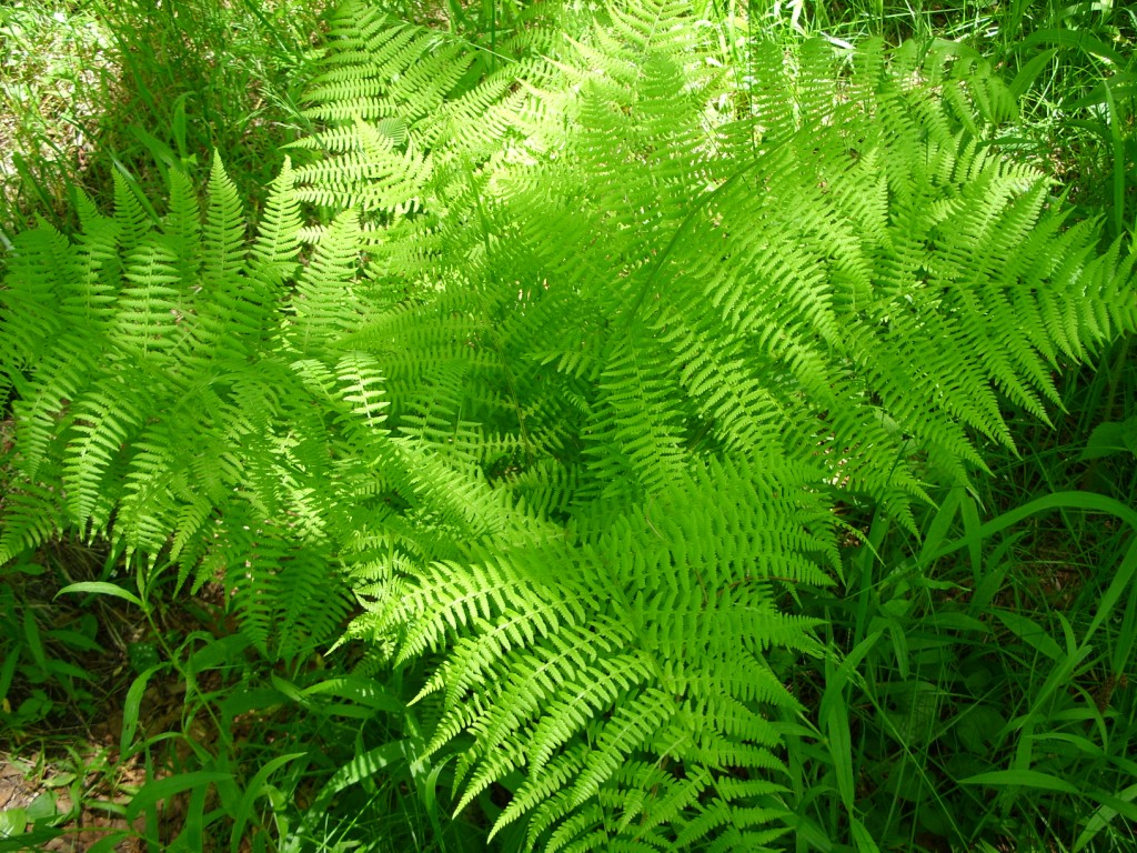 Изображение особи Athyrium monomachii.