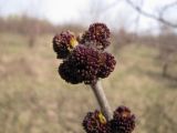 Fraxinus pennsylvanica