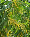 Acacia auriculiformis. Ветвь с соцветиями. Таиланд, Краби. 18.06.2013.