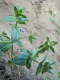 Anagallis foemina. Зацветающее растение. Краснодарский край, Кущевский р-н, станица Шкуринская, осыпающийся обрыв. 12.06.2009.