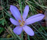 Colchicum autumnale. Цветок. Украина, Ивано-Франковская обл., Косовский р-н, с. Шешоры, НПП \"Гуцульщина\", окраина сада возле лесничества. 6 сентября 2013 г.