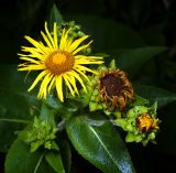 Inula helenium