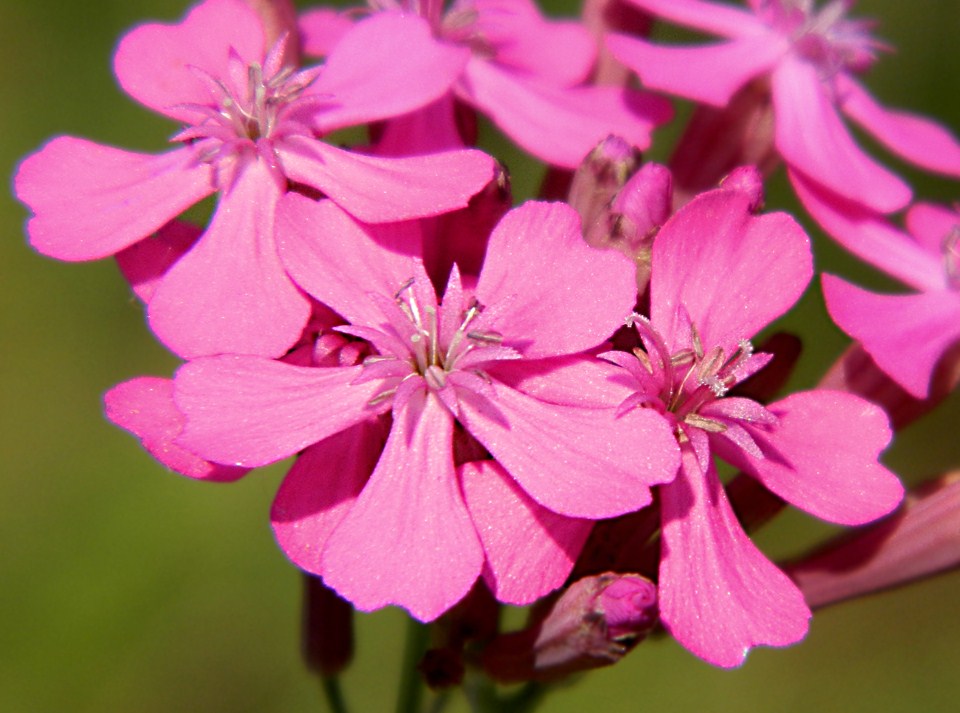 Image of Silene armeria specimen.