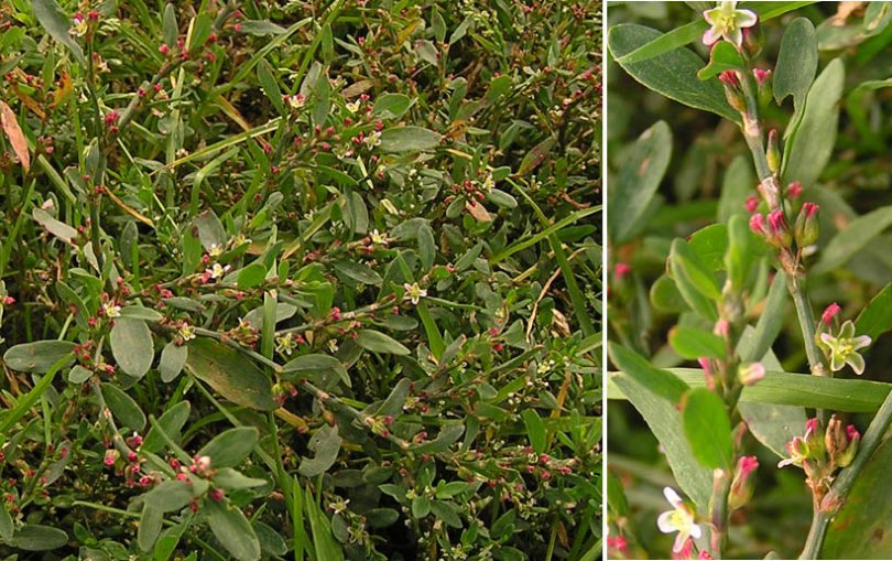 Изображение особи Polygonum aviculare.