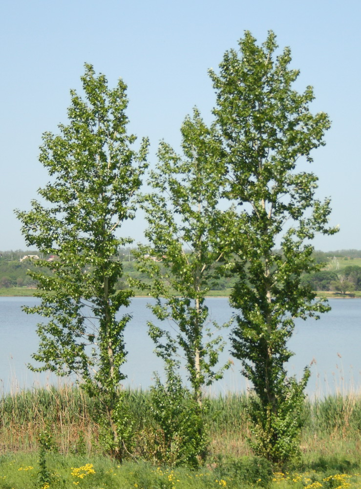 Тополь берлинский (Populus × berolinensis)
