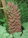 Gunnera tinctoria. Соцветие с бутонами. Германия, г. Дюссельдорф, Ботанический сад университета. 04.05.2014.