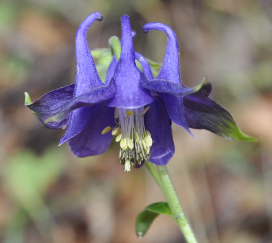 Изображение особи Aquilegia vulgaris.