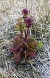 Pedicularis verticillata