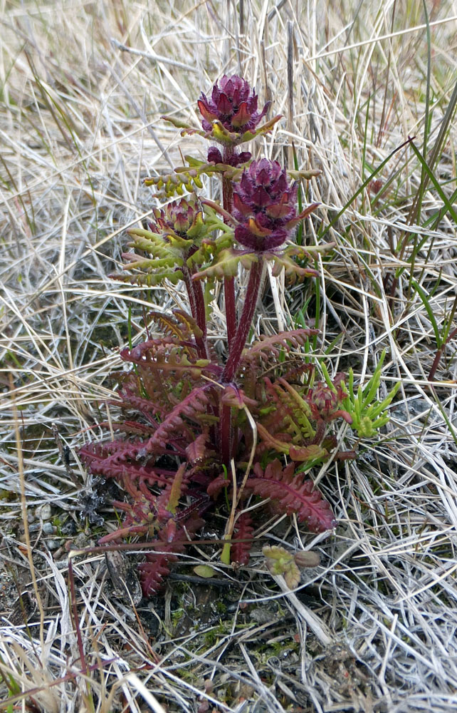 Изображение особи Pedicularis verticillata.