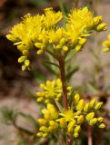 Sedum reflexum