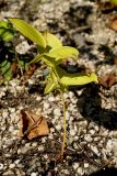 Polygonatum desoulavyi