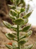 род Alyssum