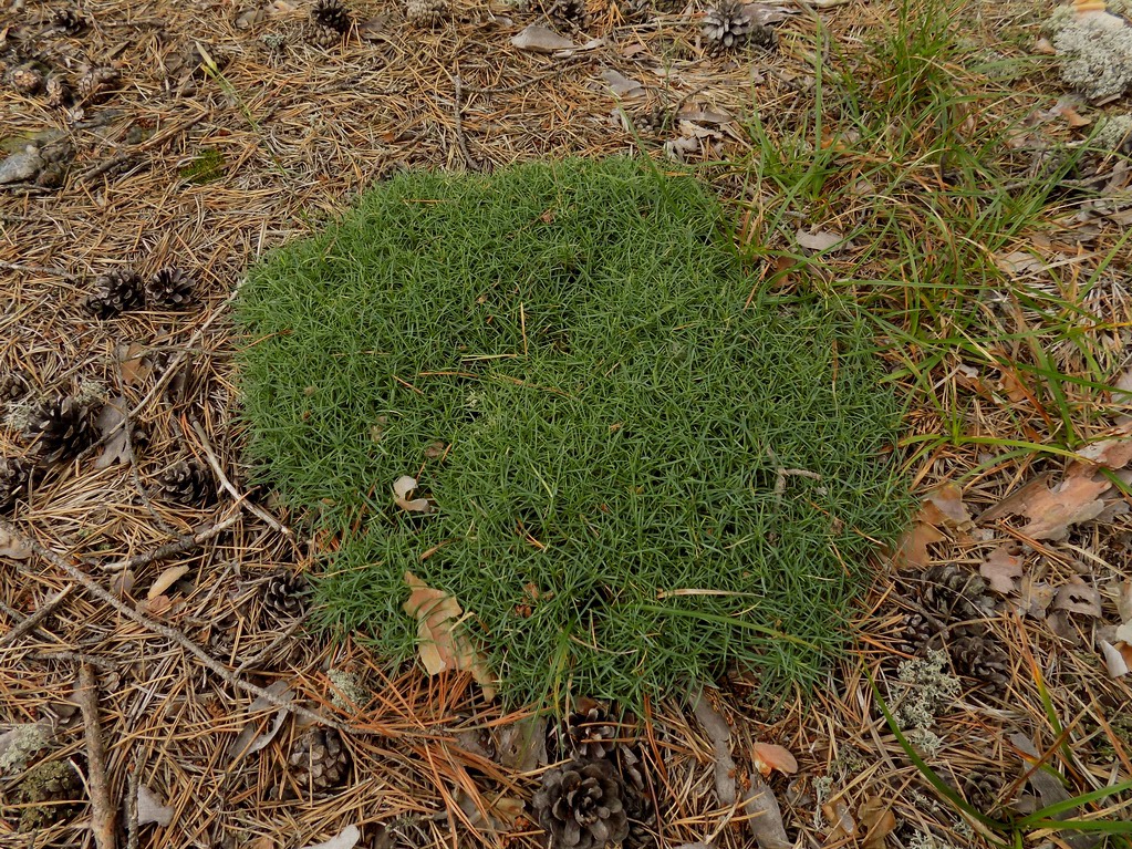 Изображение особи Dianthus arenarius.