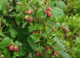 Rubus idaeus. Побеги с плодами. Восточный Казахстан, Уланский р-н, с. Украинка, дачный участок, в культуре. 05.06.2005.