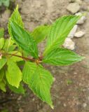 Viburnum farreri. Побег. Крым, городской округ Феодосия, пгт Курортное, парк биостанции Карадагского заповедника. Июль 2016 г.